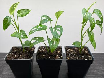 Vente: Monstera Adansonii "Monkey Mask"