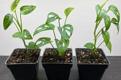 Vente: Monstera Adansonii "Monkey Mask"