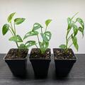 Vente: Monstera Adansonii "Monkey Mask"