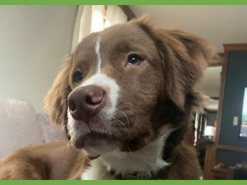  : Archie