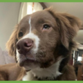 : Archie