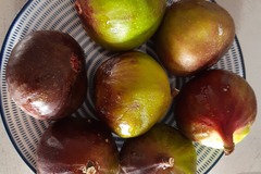 Vente: Lot 25 varietes de figuier ( boutures )