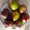 Vente: Lot 25 varietes de figuier ( boutures )