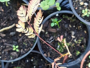 Vente: Albizia variete every's pride