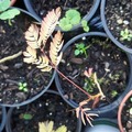 Vente: Albizia variete every's pride