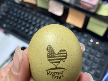Selling with In-person Payment: Free Range Chicken Eggs WNY Area