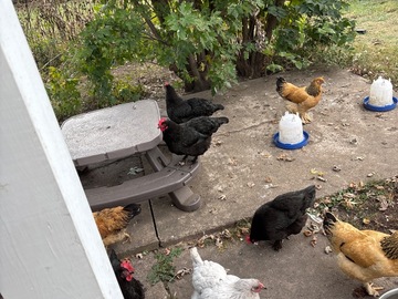 Selling with In-person Payment: Fresh chicken eggs(various color/size Des moines