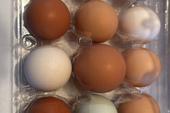 Selling with In-person Payment: Farm fresh eggs