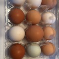 Selling with In-person Payment: Farm fresh eggs