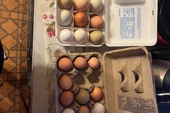 Selling with In-person Payment: Farm fresh eggs 