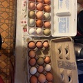 Selling with In-person Payment: Farm fresh eggs 