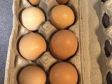 Selling with online payment: Fresh eggs