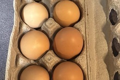 Selling with online payment: Fresh eggs