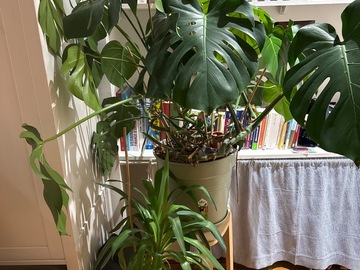 Don: Don de Monstera et Yuka