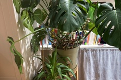 Don: Don de Monstera et Yuka