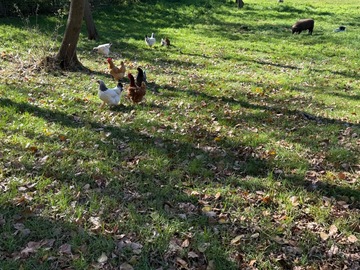Selling with In-person Payment: Fresh eggs