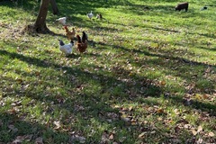 Selling with In-person Payment: Fresh eggs
