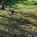 Selling with In-person Payment: Fresh eggs