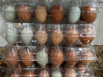 Selling with In-person Payment: Fresh Free Range Chicken Eggs