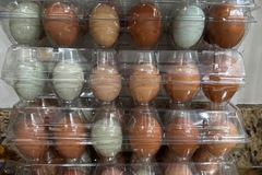 Selling with In-person Payment: Fresh Free Range Chicken Eggs