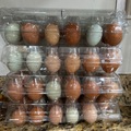 Selling with In-person Payment: Fresh Free Range Chicken Eggs