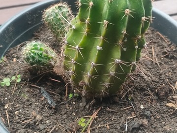 Vente: cactus 4 ans