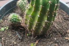 Vente: cactus 4 ans