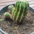 Vente: cactus 4 ans