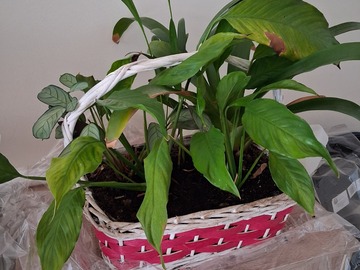 Don: Lot de 4 plantes