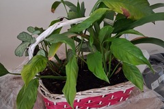 Don: Lot de 4 plantes