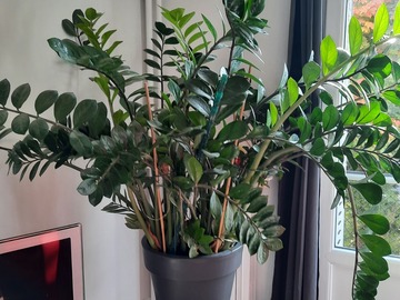 Vente: 1 plabre Zamuiculcas zamiifolia