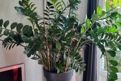 Vente: 1 plabre Zamuiculcas zamiifolia