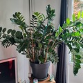 Vente: 1 plabre Zamuiculcas zamiifolia
