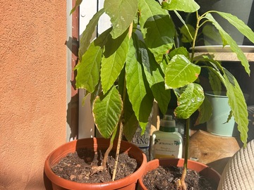 Vente: Avocatiers à plusieurs stades de maturation 
