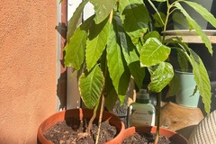 Vente: Avocatiers à plusieurs stades de maturation 