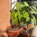 Vente: Avocatiers à plusieurs stades de maturation 