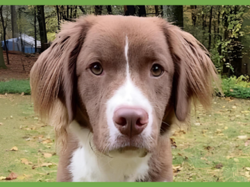  : Archie