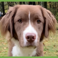  : Archie