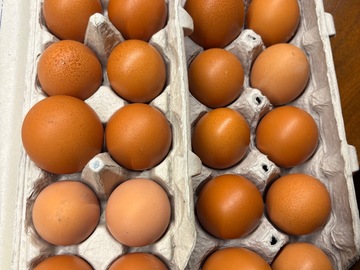 Selling with In-person Payment: Happy hens - brown eggs for sale!