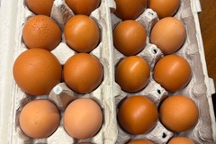 Selling with In-person Payment: Happy hens - brown eggs for sale!