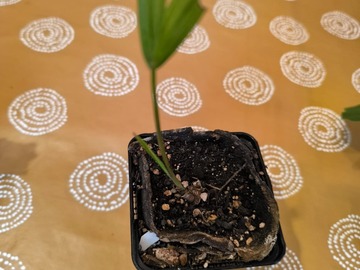 Don: Cause absence donne qq plantes tropicales