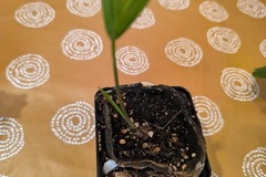 Don: Cause absence donne qq plantes tropicales