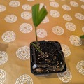 Don: Cause absence donne qq plantes tropicales