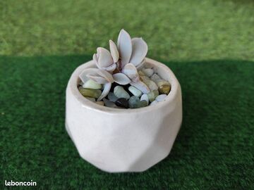 Vente: Joli plant d Echeveria Fantome