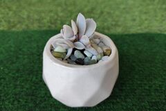 Vente: Joli plant d Echeveria Fantome