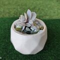Vente: Joli plant d Echeveria Fantome