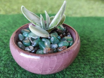 Vente: Plant de crassulata perforiata 