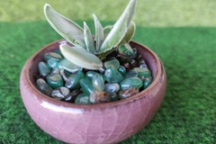 Vente: Plant de crassulata perforiata 