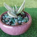 Vente: Plant de crassulata perforiata 