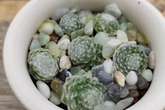 Vente: Création de plante grasse joubarbe à toile d'araignée 